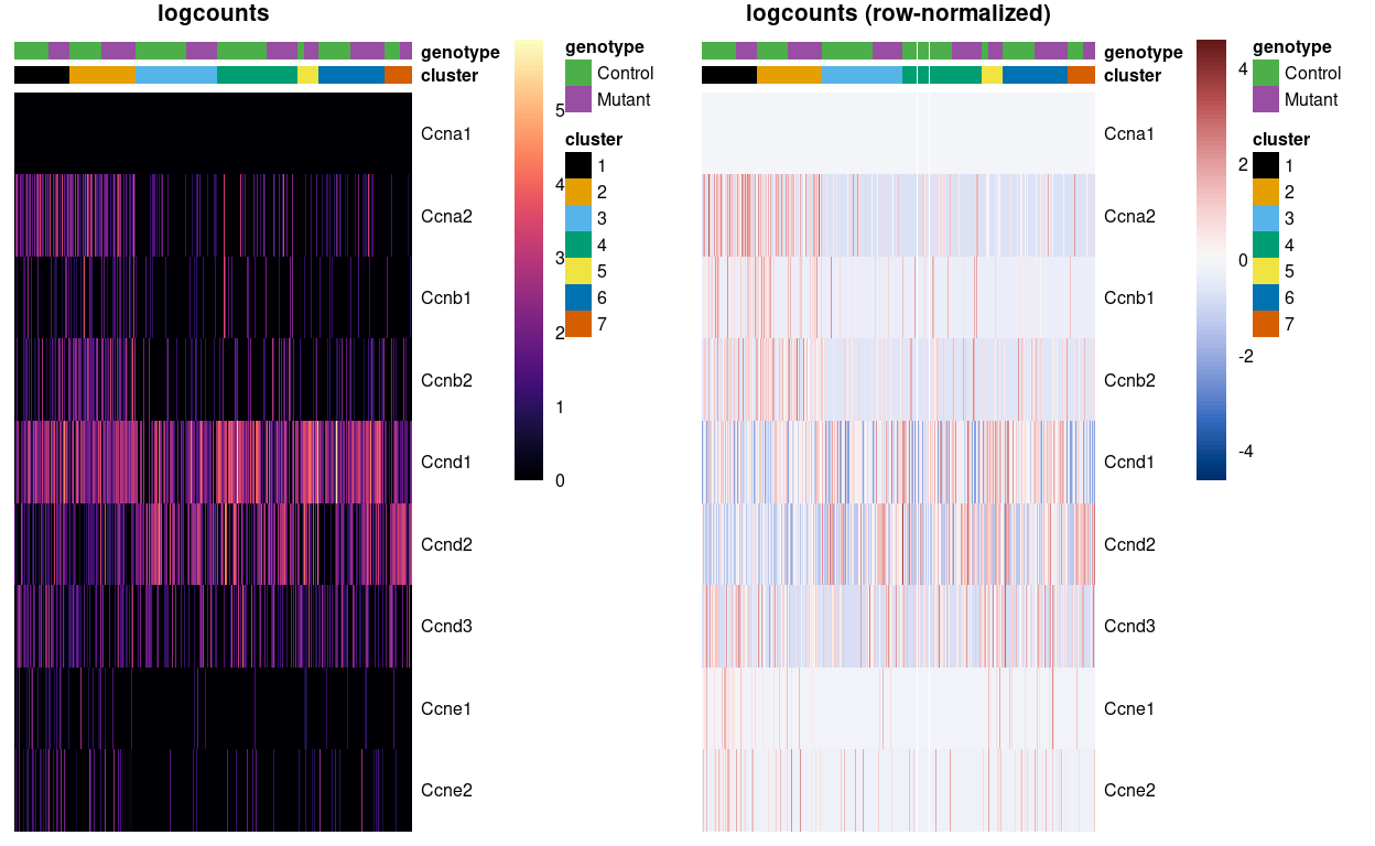 Heatmap of `logcounts` (left) and row-normalized `logcounts` values (right) for Zoe's marker genes. Each column is a sample, each row a gene. Samples are ordered by `cluster` then by `genotype`. Row (gene) and column (cell) order are preserved across the two heatmaps.